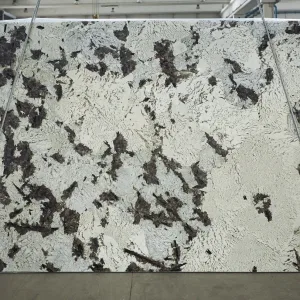Delicatus White